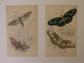 Foto 1: William Home Lizars (1788-1859): Paar Graphiken - kolorierte Stahlstichtafeln, Schmetterlinge, aus James Duncans The Natural History of Foreign Butterflies, von 1837 Edinburgh