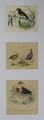 nach Edouard Traviès (1809-1868/69): 3 Graphiken - kolorierte Stahlstichtafeln, "Vögel", Stiche von Joseph Alfred Annedouche (* 1833) / Amable Nicolas Fournier (1789-1854) / Antoine Louis Manceaux (1862-1939), Frankreich