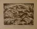 Foto 1: Friedrich Pruss von Zglinicki: Graphik - Lithographie, Rotwild, Kunstdankblatt, Juryfreie Kunstschau Berlin 1921