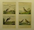 Foto 1: Unbekannt: 2 Graphiken - kolorierte Stich-Tafeln, Illustrationen Vögel, 19. Jahrhundert