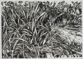 Foto 1: Fritz Pirner (* 1889): Graphik - Linolschnitt und 3 Tusche-Zeichnungen, Naturstudien mit Gräsern