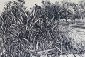 Foto 2: Fritz Pirner (* 1889): Graphik - Linolschnitt und 3 Tusche-Zeichnungen, Naturstudien mit Gräsern