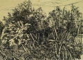 Foto 4: Fritz Pirner (* 1889): Graphik - Linolschnitt und 3 Tusche-Zeichnungen, Naturstudien mit Gräsern
