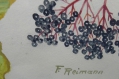 Foto 4: Friedrich Reimann (1896-1991): Pendants Aquarelle - Vogelstudien