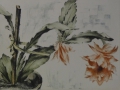 Foto 3: Ernst Zipperer (1888-1982): Farbradierung - Blühender Kaktus (Phyllo)