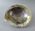 Foto 1: Muschel-Schale / Abalone / Seeopal / Seeohr