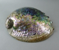 Foto 2: Muschel-Schale / Abalone / Seeopal / Seeohr