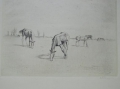 Walther Klemm (1883-1957): Pferde-Studie, signierte Graphik - Stich, um 1920
