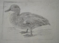 Foto 1: Signierte Bleistift-Zeichnung: Enten-Studie