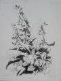 Eugène Bléry (1805-1887): Graphik - Lithographie, "Digitale - Fingerhut", Frankreich