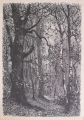 Foto 1: Martin Hönemann (1858-1937) attr.: Graphik - Stich, Waldlandschaft mit Birken und Weide