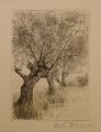 Foto 1: Martin Hönemann (1858-1937): 5 Blätter Baumstudien, Bleistift-Zeichnungen und Graphik - Radierung