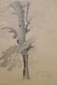 Foto 2: Martin Hönemann (1858-1937): 5 Blätter Baumstudien, Bleistift-Zeichnungen und Graphik - Radierung