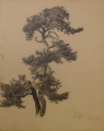 Foto 3: Martin Hönemann (1858-1937): 5 Blätter Baumstudien, Bleistift-Zeichnungen und Graphik - Radierung