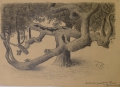 Foto 4: Martin Hönemann (1858-1937): 5 Blätter Baumstudien, Bleistift-Zeichnungen und Graphik - Radierung
