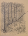 Foto 5: Martin Hönemann (1858-1937): 5 Blätter Baumstudien, Bleistift-Zeichnungen und Graphik - Radierung