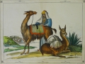 Unbekannt: Graphik - Farblithographie: "Lama - Gütertransport in Südamerika", 19. Jahrhundert