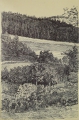 Foto 2: Fritz Pirner (* 1889): 4er Satz Handzeichnungen - in schwarzer Tusche und Kugelschreiber, Wald- und Wiesen-Landschaften, datiert 1942