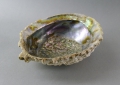 Foto 2: Muschel-Schale / Abalone / Seeopal / Seeohr