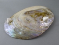 Foto 2: Muschel-Schale / Abalone / Seeopal / Seeohr / Visitenkarten-Schale