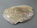 Foto 2: Muschel-Schale / Abalone / Seeopal / Seeohr / Visitenkarten-Schale